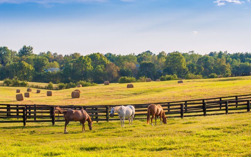 A Guide to Equestrian Property Buying - The Key Considerations